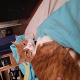 Photo de chat perdu à Toronto