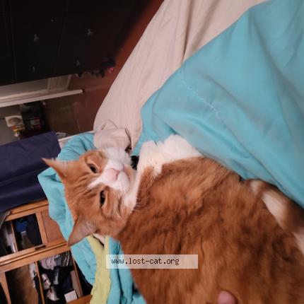 Photo 1/1 Chat retrouvé Perdu à Toronto