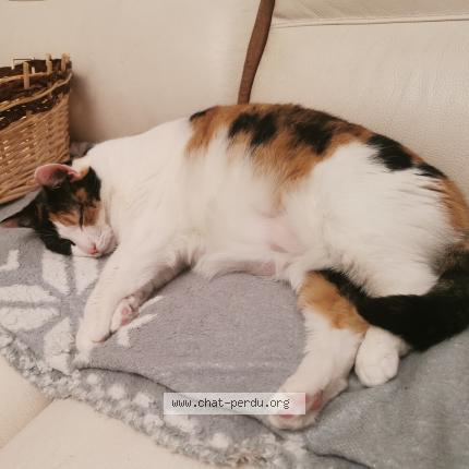 Photo 1/1 Chat retrouvé Perdu à Strasbourg