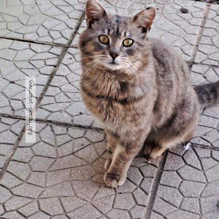 Photo 1/1 POUSSIN Chat perdu à Hornaing