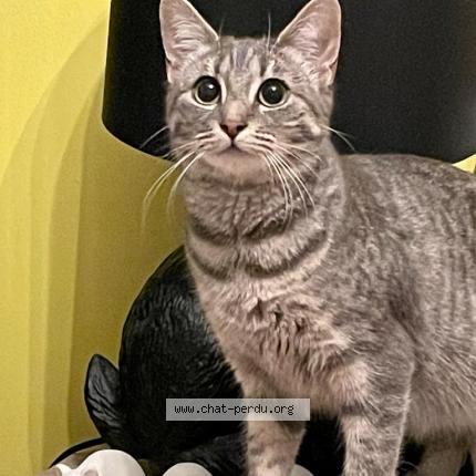 Photo de chat perdu à Paris