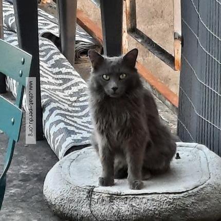 Photo 1/1 Chat retrouvé Trouvé à Romainville