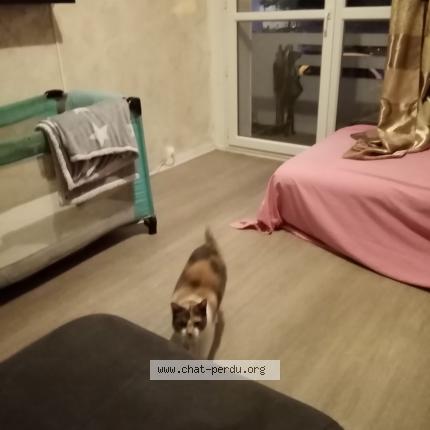Photo de chat trouvé à Soissons