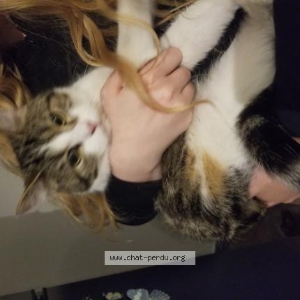 Photo de chat trouvé à Santes