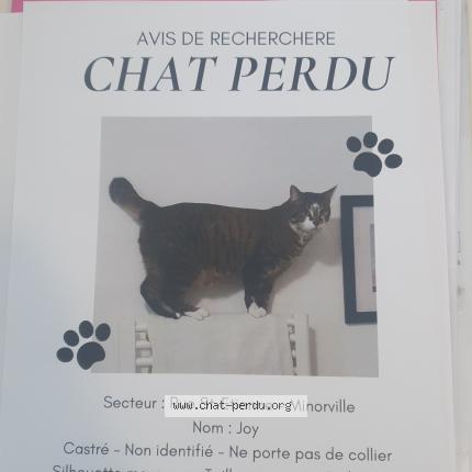 Photo de chat perdu à Minorville