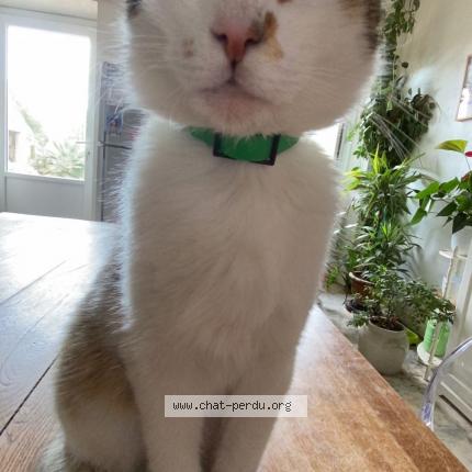 Photo de chat perdu à Nonette Orsonnette