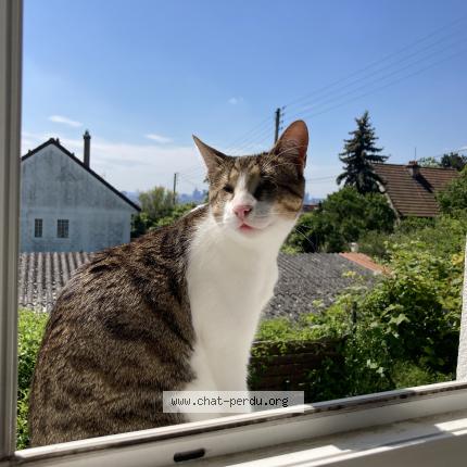 Photo de chat perdu à Argenteuil