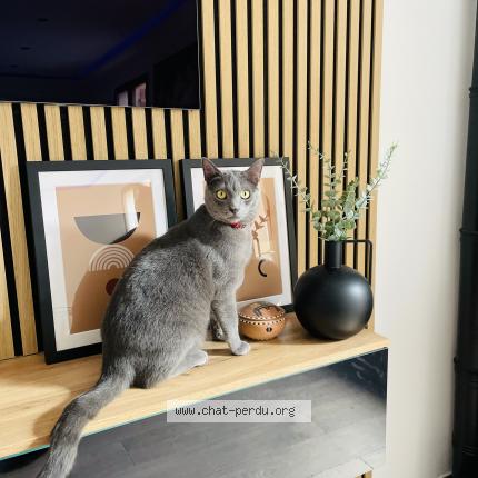 Photo de chat perdu à Champigny Sur Marne