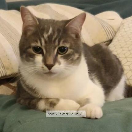 Photo de chat perdu à Diemoz