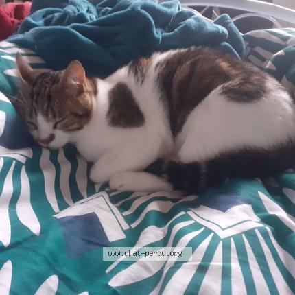 Photo de chat perdu à Ivry Sur Seine