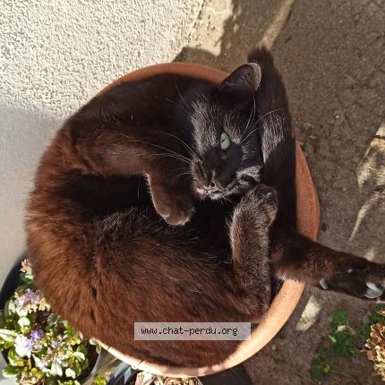 Photo 1/1 Chat retrouvé Perdu à Sainte Ouenne