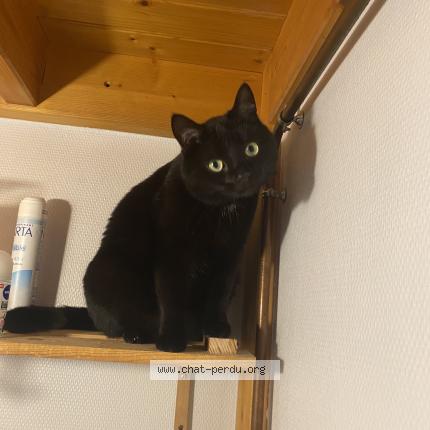 Photo de chat perdu à Nantes