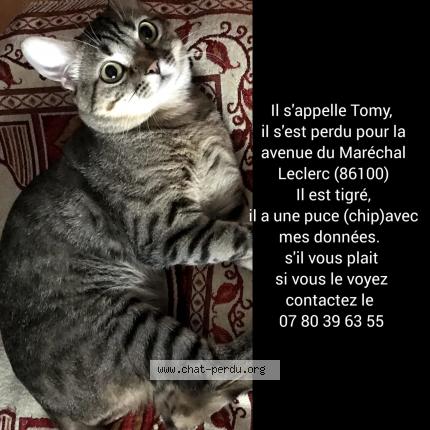 Photo 1/1 Tommy Chat perdu à Chatellerault