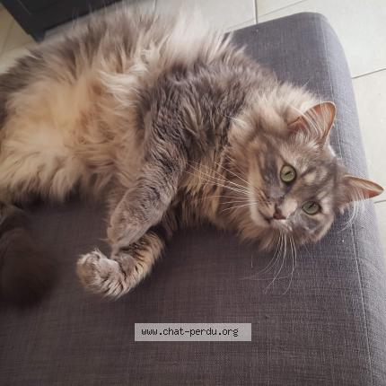 Photo de chat perdu à Venissieux