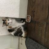 Photo de chat trouvé à Chatellerault