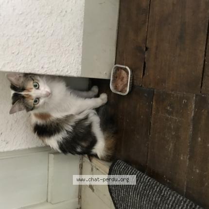 Photo 1/1 Chat trouvé Trouvé à Chatellerault
