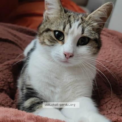 Photo 1/1 Chat retrouvé Perdu à Amiens