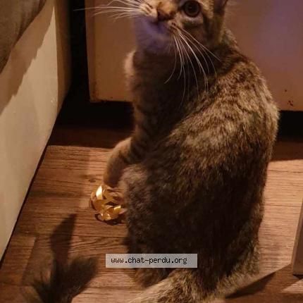 Photo de chat perdu à Boissise La Bertrand