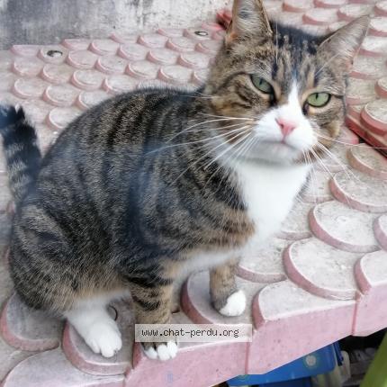 Photo 1/1 Chat retrouvé Perdu à Bethune