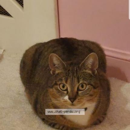 Photo de chat perdu à La Madeleine
