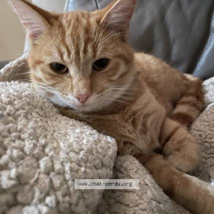 Photo de chat perdu à Chateauneuf Sur Loire