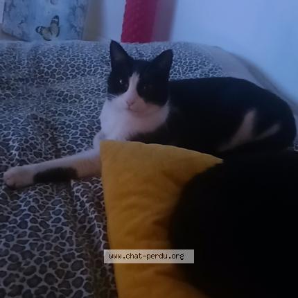 Photo de chat perdu à Nanterre