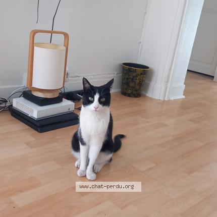 Photo 2/2 Chat retrouvé Perdu à Nanterre
