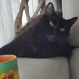 Photo de chat perdu à Tournefeuille