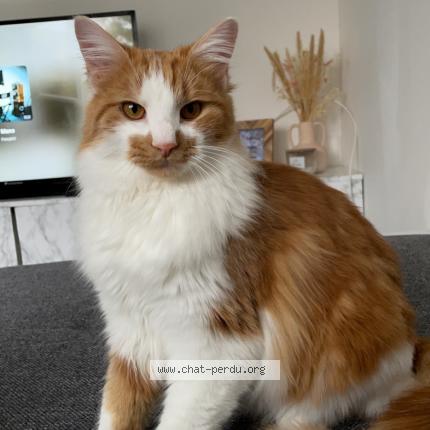 Photo 1/1 Chat retrouvé Perdu à Clermont Ferrand