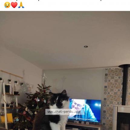 Photo de chat perdu à Saint Pierre La Cour