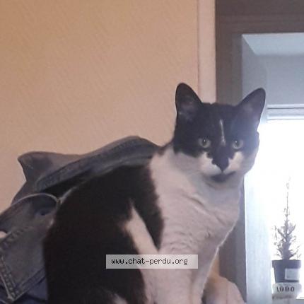 Photo de chat perdu à Lambersart