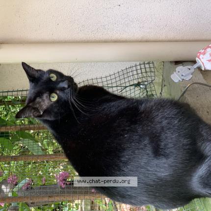 Photo de chat perdu à Nimes