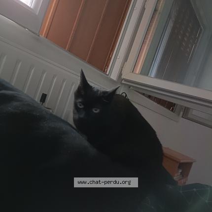Photo de chat perdu à Villejuif