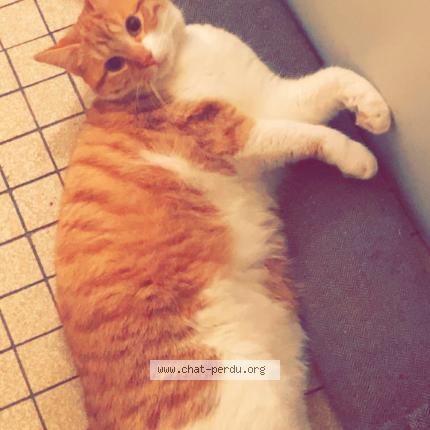 Photo 1/1 Chat retrouvé Perdu à Cheronvilliers