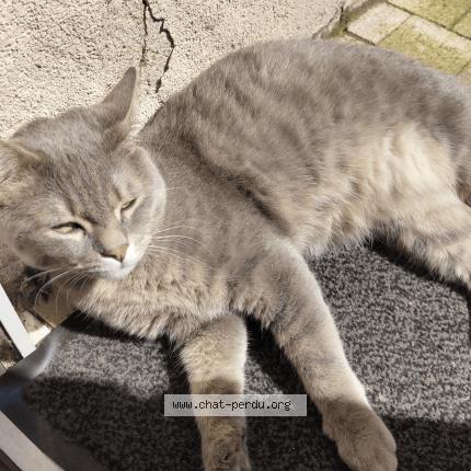 Photo de chat perdu à Colombes