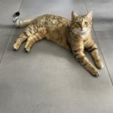 Photo de chat trouvé à Arquennes
