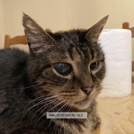 Photo de chat perdu à Argenteuil