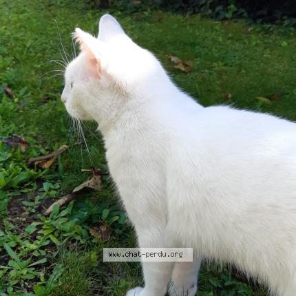 Photo de chat perdu à Fontaine