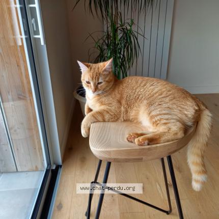 Photo 1/1 Chat retrouvé Perdu à Avrille