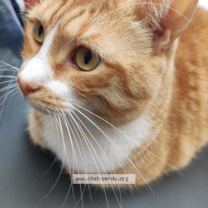 Photo de chat perdu à Tourcoing