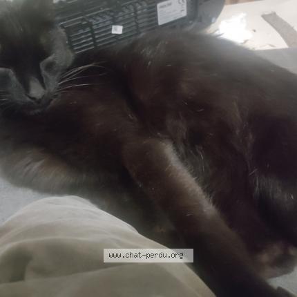Photo 1/1 Chat retrouvé Trouvé à Montpellier