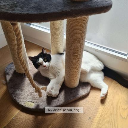 Photo de chat perdu à Melun