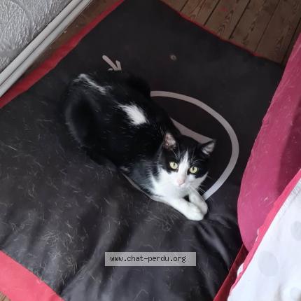 Photo 1/1 Chat retrouvé Perdu à Leval Trahegnies