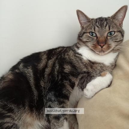 Photo 1/1 Chat retrouvé Perdu à Lyon