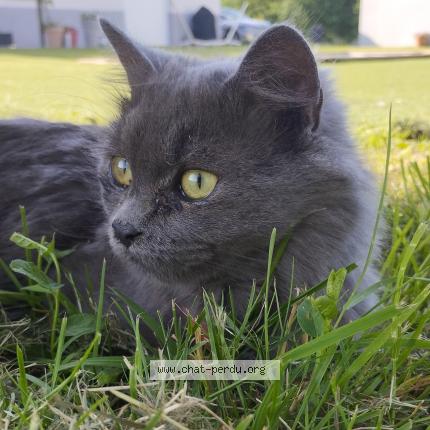 Photo de chat perdu à Saint Nicolas De La Grave