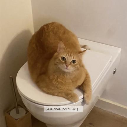 Photo de chat perdu à Draguignan
