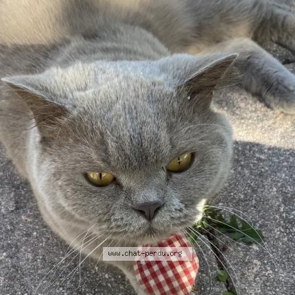Photo de chat perdu à Blanquefort