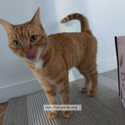 Photo 1/1 Chat retrouvé Perdu à Scy Chazelles