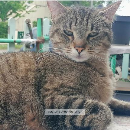 Photo de chat perdu à Espere