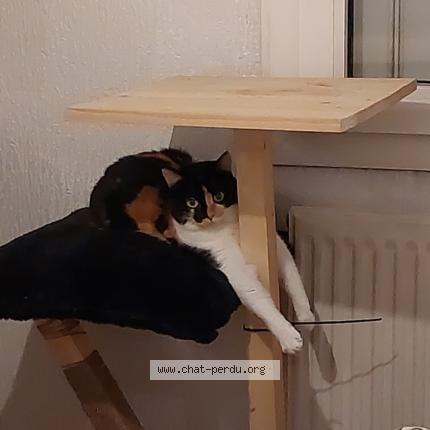 Photo de chat perdu à Saint Hilaire